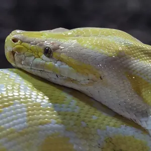 Dark Tiger Python Print - Albino, captive, Germany