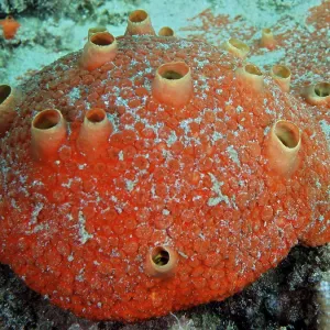 Redrillante esponja de carbón (Cliothosa delitrix).