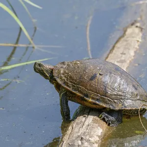 Tortue à oreilles rouges (Trachemys scripta elegans) Tortue à oreilles rouges (Trachemys scripta elegans)