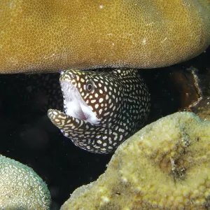A Spotted Moray Eel Print