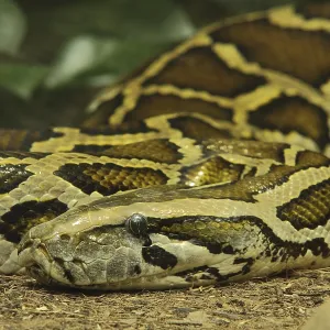 Print of Tiger python (Python molurus), captive