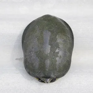 Print of an Ordinary River Tortoise Hiding in its Shell