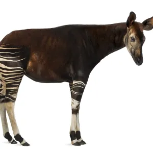 Okapi Side View Print - Okapia johnstoni Okapi Side View Print - Okapia johnstoni