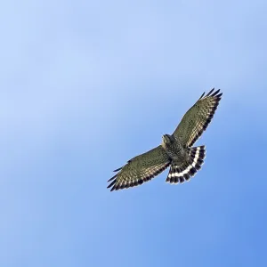 Breedvleugelbuizerd in Flight Print