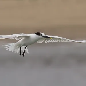 Cabot's Tern