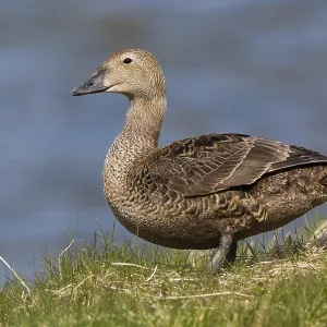 King Eider Print, Female on Grass
