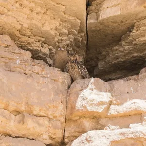 Falco Farao, Bubo ascalaphus