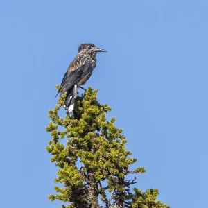 Slender-billed Spotted Nutcracker Print, Ural Ridge Pine Tree Scene