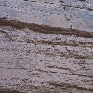 "Uccello falco del deserto, Aquila Faraone, Bubo ascalaphus".