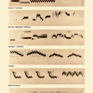 Spectrogram Print of Bird Songs Spectrogram Print of Bird Songs