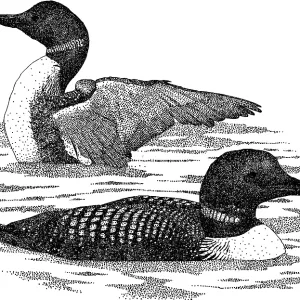 Common Loons Pen and Ink Print