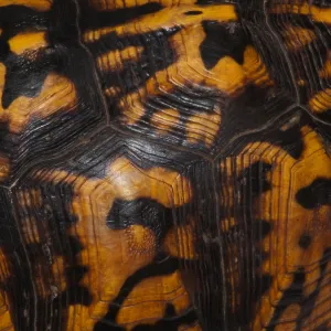 Eastern Box Turtle Shell Print Eastern Box Turtle Shell Print