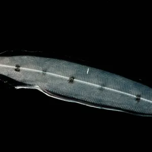 Larval Eel Print
