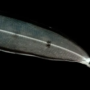 Larval Eel Print Larval Eel Print