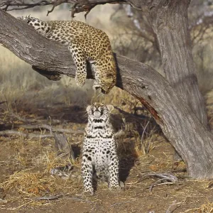 Two leopards