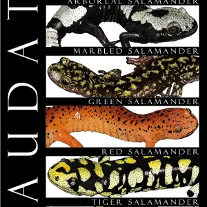 Salamanders Print - Types of Salamanders