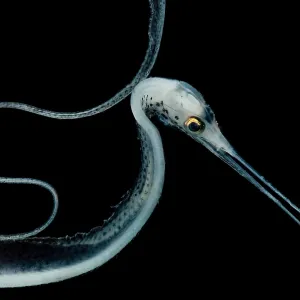 Snipe Eel Print Snipe Eel Print