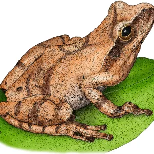 Spring Peeper Print, Anuran Illustration