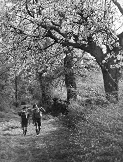 Blossoming Trees Stampe: 10185872