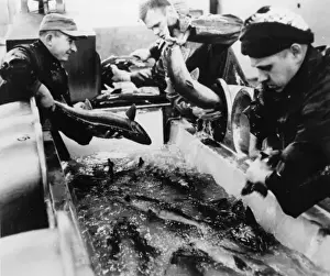 Fish Market Scene Stampe: 10190273
