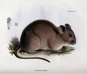 South America Animals Stampe: Abrocoma bennettii