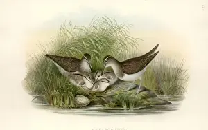 Piovanelli Stampe: Actitis hypoleuca, piccione di sabbia comune