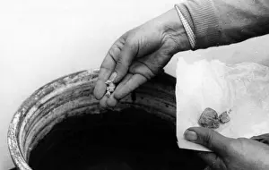 Wine Making Process Stampe: Adding Yeast