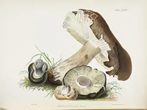 Bracket Fungi Species Stampe: Agaricus adustus