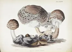 Fruiting Body Fungus Stampe: Agaricus rachodes