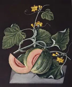 Angiosperm Flowering Plants Stampe: Amicua melon