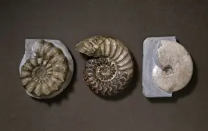 Lyme Regis Fossils Stampe: Ammonite selection