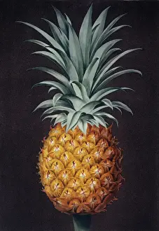 B Stampe: Ananas comosus, ananasso