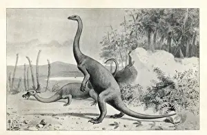 North American Dinosaurs Stampe: Anchisaurus polyzelus