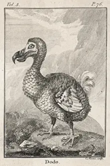 Alleati Stampe: Animali / Estinti / Dodone