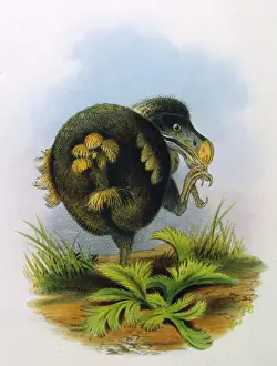 Alleati Stampe: Animali / Estinti / Dodò