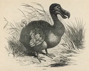 Endangered Species Stampe: Animals / Extinct / Dodo