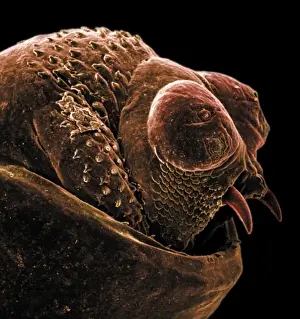 Scanning Electron Microscope Images Stampe: The anus of a bot fly
