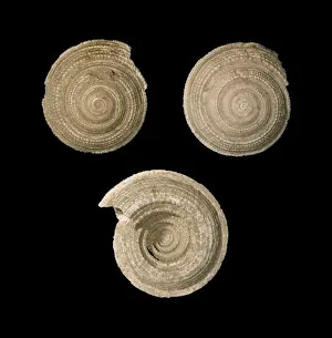 Architectonica sp. conchiglia dellorologio del sole