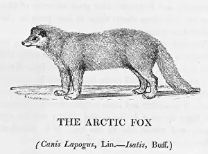 Arctic Wildlife Art Stampe: Arctic Fox (Bewick)