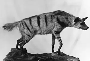 Lupo Mannaro Stampe: aRDWOLF