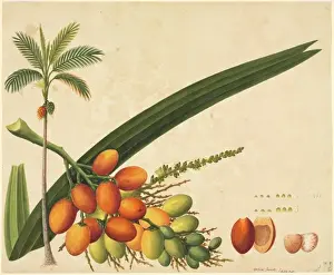 John Reeves Botanical Drawings Stampe: Areca sp