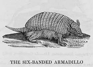 Small Mammal Images Stampe: Armadillo (Bewick)