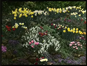 Colourful Spring Blooms Stampe: Array of spring flowers in a rock garden
