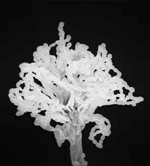 Scanning Electron Microscope Images Stampe: Aspergillus