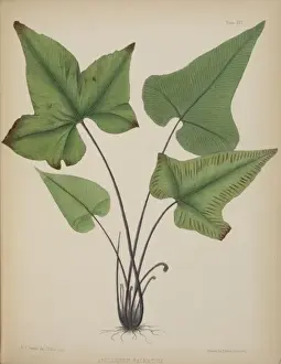 Botanical Illustration Europe Stampe: Asplenium palmatum
