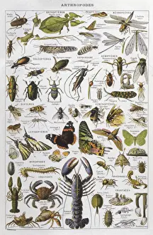 Arthropod Photography Stampe: Assorted Arthropods