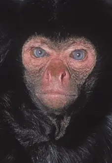 Black Spider Monkey Stampe: Ateles paniscus, black spider monkey