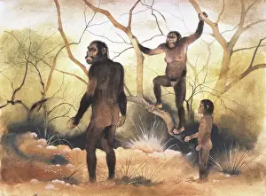 Australopithecus Afarensis Stampe: Australopithecus afarensis