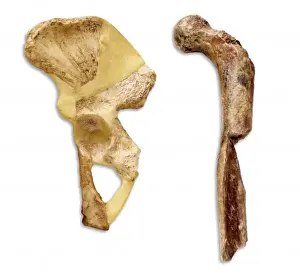 Hominid Fossil Discovery Stampe: Australopithecus sp. thigh & hip bone