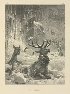 Victorian Era Animal Prints Stampe: The Avalanche